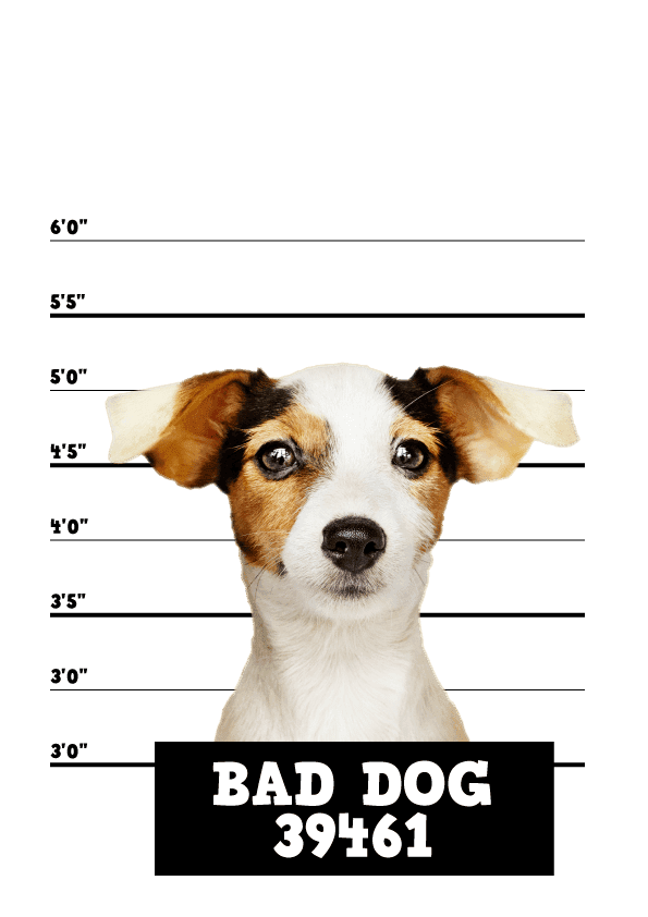 BAD DOG min