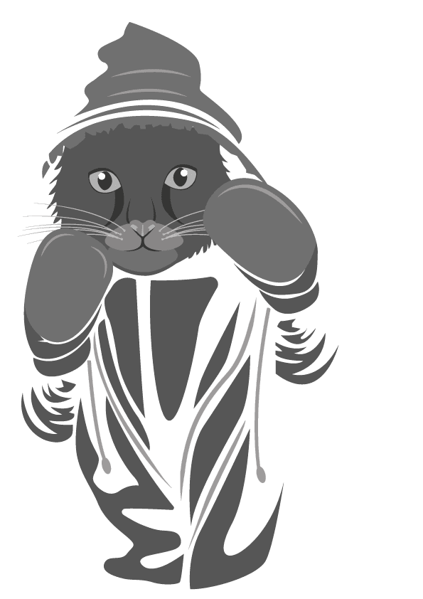 kocour boxer min